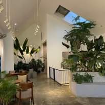 Có thể là hình ảnh về thiết bị chiếu sáng, xương rồng tầm gửi và trong nhà