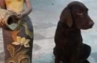 [🆕🇻🇳] Yêu Thú Cưng 🐶🦜 Top1Pets 🐱🐠 Sau đây em xin trình bày 1 ca khúc
“không phải em, nào đâu phải em…”
#Méng
, shares-0✔️ , likes-0❤️️ , date-🐶🐱🇻🇳🇻🇳🇻🇳📰🆕