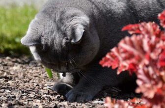 [🆕🇻🇳] Yêu Thú Cưng 🐶🦜 Top1Pets 🐱🐠 Đây hình như là cục thịt biết đi hay sao ấy
#Méng
, shares-12✔️ , likes-460❤️️ , date-2016-05-26 00:19:59🐶🐱🇻🇳🇻🇳🇻🇳📰🆕