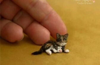 [🆕🇻🇳] Yêu Thú Cưng 🐶🦜 Top1Pets 🐱🐠 Mèo khổng lồ sót lại trên thế giới
#Méng
, shares-12✔️ , likes-575❤️️ , date-2016-05-24 01:28:11🐶🐱🇻🇳🇻🇳🇻🇳📰🆕