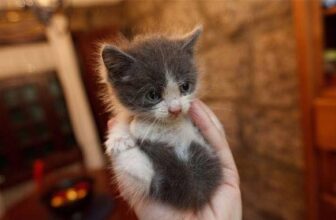 [🆕🇻🇳] Yêu Thú Cưng 🐶🦜 Top1Pets 🐱🐠 Trời đất ơiiii ơi đất trời thiên thần nhỏ xíu lòng tui đây hưhhhh
#Méng
, shares-11✔️ , likes-417❤️️ , date-2016-05-18 15:00:44🐶🐱🇻🇳🇻🇳🇻🇳📰🆕