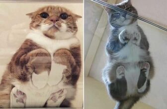 [🆕🇻🇳] Yêu Thú Cưng 🐶🦜 Top1Pets 🐱🐠 Ad cứ mường tượng mãi lũ méo này khi nằm nhìn từ dưới thế nào nay đã có đáp án
#Méng
, shares-24✔️ , likes-592❤️️ , date-2016-05-24 00:30:38🐶🐱🇻🇳🇻🇳🇻🇳📰🆕