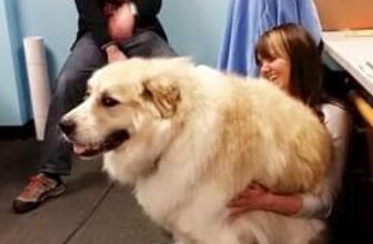 [🆕🇻🇳] Yêu Thú Cưng 🐶🦜 Top1Pets 🐱🐠 Những chú chó “bé” nhất hành tinh… Bé đến nỗi mà phải nhòm thật kĩ mới thấy
Quả này đêm nằm cạnh nó mà giơ giò sang gác là chít pà
#Méng
, shares-0✔️ , likes-0❤️️ , date-🐶🐱🇻🇳🇻🇳🇻🇳📰🆕