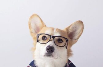 [🆕🇻🇳] Yêu Thú Cưng 🐶🦜 Top1Pets 🐱🐠 Thanh lịch
#Méng
, shares-10✔️ , likes-536❤️️ , date-2016-05-23 00:45:51🐶🐱🇻🇳🇻🇳🇻🇳📰🆕