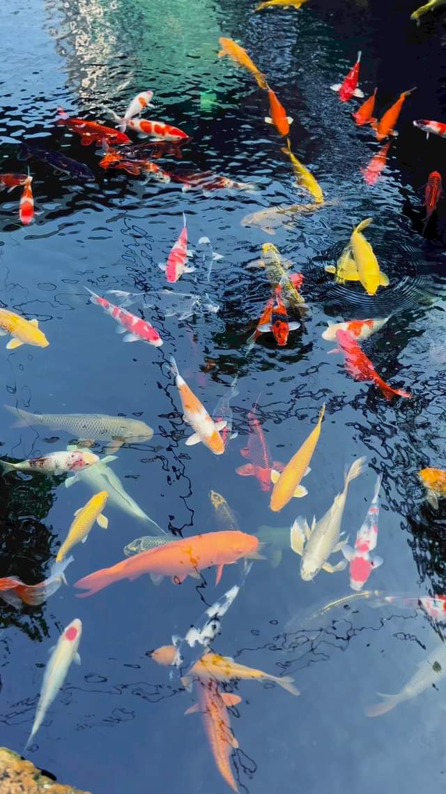 [☕️🇻🇳]  Minh Coffee 🥤 Top1Coffee ☕️ Chậm lại và nghĩ về những điều đẹp đẽ của cuộc sống này bên ly Cafe Minh 
 , shares-0✔️ , likes-0❤️️ , date-2024-10-06 01:59:37🇻🇳🇻🇳🇻🇳📰🆕