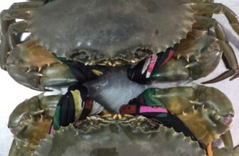 [🆕🇻🇳] Hương Vị An Giang – Đặc Sản An Giang 🍔 Top1Food 🍜 có người nhà cà mau ăn cua ngon hơn biết bao
ngoài chợ 400k ở dưới gửi về có 200k rẻ biết bao nhiêu ạ
1 CON 400GR ĐÓ Ạ
, shares-0✔️ , likes-21❤️️ , date-2024-10-17 17:07:53🇻🇳🇻🇳🇻🇳📰🆕