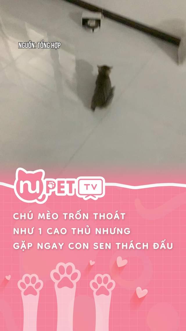 Sen said: T ΔαΊ» ra m cΓ²n Δược #nupet