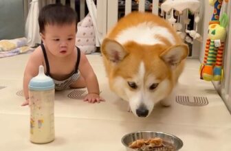 [🆕🇻🇳] Pet Mart – Cửa Hàng Thú Cưng 🐶🦜 Top1Pets 🐱🐠 Chơi gì kỳ vậy sen con  #corgi #corgisoftiktok #corgilove #corgisdoingthings #corgis
, shares-0✔️ , likes-0❤️️ , date-2024-10-18 23:36:45🐶🐱🇻🇳🇻🇳🇻🇳📰🆕