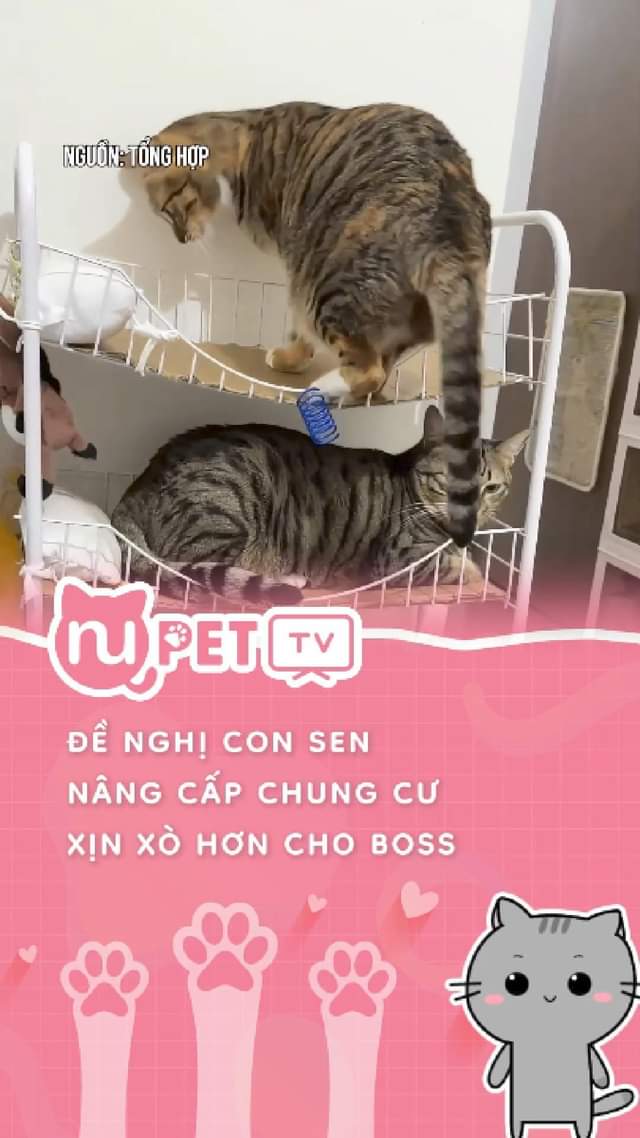 Mấy đứa ở dưới cầu nguyện luôn #nupet