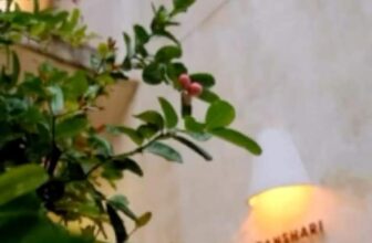 [☕️🇻🇳]  Danshari Coffee 🥤 Top1Coffee ☕️ Nestled in the heart of District 5, Danshari Coffee is a vibrant spot where the local spirit meets Vietnam’s deep coffee culture , shares-0✔️ , likes-0❤️️ , date-2024-10-18 22:12:42🇻🇳🇻🇳🇻🇳📰🆕