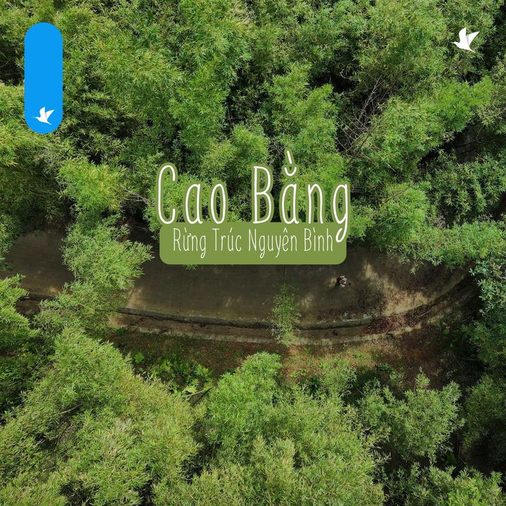 [✈🇻🇳] Traveloka Vietnam – Sống Trải Nghiệm ✈ Top1Travel 🌏 – CÓ MỘT RỪNG TRÚC ĐẸP TỰA NHƯ PHIM KIẾM HIỆP Ở NGAY TẠI VIỆT NAM MÀ ĐƯỢC  …