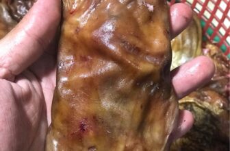 [🆕🇻🇳]  Quần áo trẻ em – Becungshop.vn – Shop quần áo trẻ em online uy tín rẻ đẹp chất lượng tại Tp HCM 🧑‍🧒❤️️👶⭐️ Hiện bên em chỉ hoạt động chính thức số Zalo 0902635781. Các số khác gặp sự cố không thể vào được. Nhà em chỉ kết bạn với Bé cưng số duy nhất ở trên nhé.
, shares-0✔️ , likes-3❤️️ , date-2024-10-28 16:37:29🇻🇳🇻🇳🇻🇳📰🆕