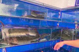 [🆕🇻🇳] Tuyển dụng FPT Telecom  👁 Top1Jobs👥 #SVCNTS
TALK WITH EXPERT – OFFLINE
Các bạn đã sẵn sàng chưa?Cơ hội giao lưu trực tiếp với Ban Điều hành cấp cao của FPT Telecom
Leo đỉnh “OlympiAI” v , shares-2✔️ , likes-26❤️️ , date-2024-11-11 04:40:47🇻🇳🇻🇳🇻🇳📰🆕