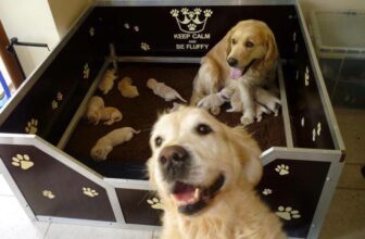 [🆕🇻🇳] Yêu Thú Cưng 🐶🦜 Top1Pets 🐱🐠 Gia đình nho nhọ
, shares-1✔️ , likes-386❤️️ , date-2016-05-12 18:56:34🐶🐱🇻🇳🇻🇳🇻🇳📰🆕