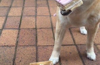 [🆕🇻🇳] Yêu Thú Cưng 🐶🦜 Top1Pets 🐱🐠 Ngoàmmmm, cái bánh này là của emmmm, lêu lêu bà Méng ko đc miếng nàooo
#Méng
, shares-9✔️ , likes-606❤️️ , date-2016-05-11 19:04:15🐶🐱🇻🇳🇻🇳🇻🇳📰🆕