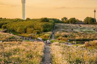 [🆕🇻🇳] Checkin và Du lịch Hàn Quốc – Korea Travel ♥️️ Top1Checkin ☑  LỄ HỘI CỎ LAU – Seoul Silver Grass Festival“Đón ngọn gió cỏ lau” không chỉ mang đến không gian mùa thu thơ mộng với những cánh đồng cỏ lau bạc phơ, mà c , shares-3✔️ , likes-17❤️️ , date-2024-10-24 23:30:08🇻🇳🇻🇳🇻🇳📰🆕