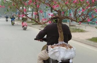 [🆕🇻🇳] Chio shop – Cửa hàng rau quả 🍔 Top1Food  🍜 Hôm nay em làm mẻ cà muối xổi mới nha, cà em lựa kĩ từng quả, siêu giòn, không bị mặn, chua, ngọt gì đâu nha. Rất ngon á60k/hũ 0.5kg
, shares-0✔️ , likes-0❤️️ , date-2024-11-28 15:49:22🇻🇳🇻🇳🇻🇳📰🆕