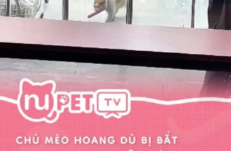 [🆕🇻🇳] Nu Pet – Yêu Thú Cưng 🐶🦜 Top1Pets 🐱🐠 Thương em
#nupet #kitten #cats
, shares-0✔️ , likes-0❤️️ , date-2024-10-31 22:26:12🐶🐱🇻🇳🇻🇳🇻🇳📰🆕