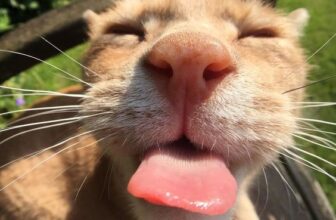 [🆕🇻🇳] 𝐘𝐎𝐆𝐀 𝐓𝐑ị 𝐋𝐈ệ𝐔 𝐓𝐇𝐀𝐍𝐇 𝐇𝐔𝐘ề𝐍 🧘 Top1Yoga 🤸🏻‍♀️ 𝑵𝒈𝒉𝒊̉ 𝒍𝒆̂̃ 𝒓𝒐̂̀𝒊 đ𝒐́ 𝑺𝒆𝒏 𝒂̣!!!
#yoga #Yogaforall #Morning #Healthy #Life #nàng #girl #activity #Sốngtíchcực #Ănxanh #Sốngkhỏe #time #lifestyle #Yogini #t , shares-0✔️ , likes-3❤️️ , date-2023-04-30 17:00:03🇻🇳🇻🇳🇻🇳📰🆕