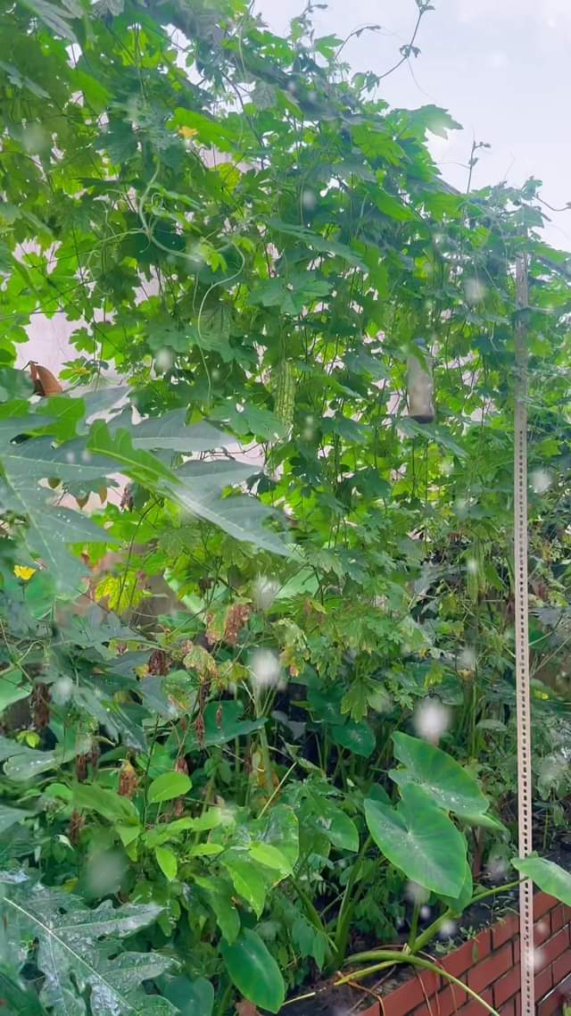 [☕️🇻🇳] Coffee HUỲNH HƯƠNG 🥤 Top1Coffee ☕️ Tín đồ thích ăn Khổ Qua trưa nay đến
CƠM NIÊU NỒI ĐẤT HUỲNH HƯƠNG có thể tận tay bẻ vào để ”Bếp” chế biến các món được làm từ  , shares-0✔️ , likes-5❤️️ , date-2023-12-10 17:29:29🇻🇳🇻🇳🇻🇳📰🆕