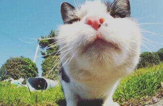 [🆕🇻🇳] Yêu Thú Cưng 🐶🦜 Top1Pets 🐱🐠 Đây là cái gì
Ca mê da à *khịt khịt*
, shares-12✔️ , likes-323❤️️ , date-2016-05-11 17:22:02🐶🐱🇻🇳🇻🇳🇻🇳📰🆕