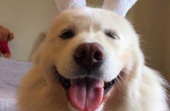 [🆕🇻🇳] Yêu Thú Cưng 🐶🦜 Top1Pets 🐱🐠 Xin chào, lại là em đây, pé thổ của các anh chuỵ đây, da trắng mắt to lưỡi đỏ chót
, shares-10✔️ , likes-468❤️️ , date-2016-05-10 02:15:50🐶🐱🇻🇳🇻🇳🇻🇳📰🆕