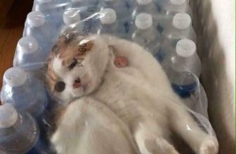 [🆕🇻🇳] Yêu Thú Cưng 🐶🦜 Top1Pets 🐱🐠 Tui méo hỉu nổi sao tụi nó lại làm thế nữa huhu =)))))
, shares-10✔️ , likes-401❤️️ , date-2016-05-04 19:00:20🐶🐱🇻🇳🇻🇳🇻🇳📰🆕