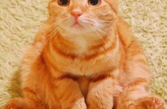 [🆕🇻🇳] Yêu Thú Cưng 🐶🦜 Top1Pets 🐱🐠 Dư lày thì ai mà ko thương nổi hả giờiiiii  cưng vừa hoy má
, shares-12✔️ , likes-325❤️️ , date-2016-05-11 03:18:46🐶🐱🇻🇳🇻🇳🇻🇳📰🆕