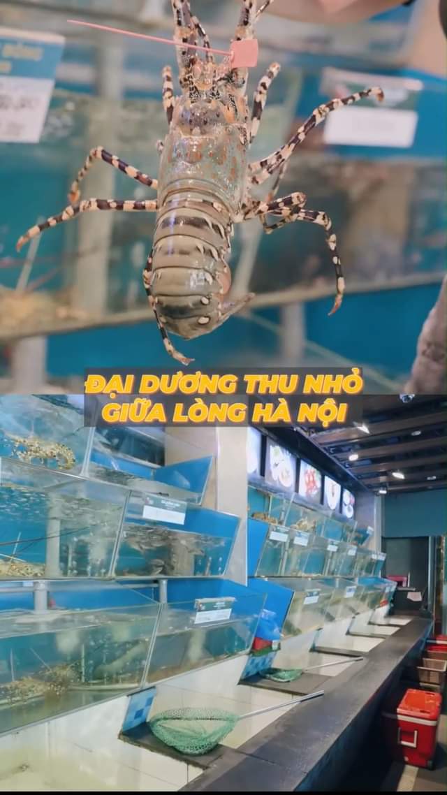 [🆕🇻🇳] Hải Sản Phố – 48 Liễu Giai 🍔 Top1Food 🍜 Khám phá thế giới “Under the Sea” ngay tại Hải Sản Phố 
 #haisanpho #nhahanghaisan #haisanhanoi 
 —————————————-
 HẢI SẢN PHỐ – T , shares-0✔️ , likes-0❤️️ , date-2024-10-24 03:00:47🇻🇳🇻🇳🇻🇳📰🆕