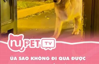 [🆕🇻🇳] Nu Pet – Yêu Thú Cưng 🐶🦜 Top1Pets 🐱🐠 Gôu đềnh thông minh thứ 3 thế giới đó nha  #nupet
, shares-0✔️ , likes-0❤️️ , date-2024-11-05 21:58:23🐶🐱🇻🇳🇻🇳🇻🇳📰🆕