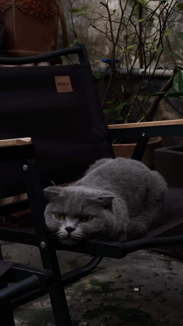 [☕️🇻🇳] Cố Thời Coffee 🥤 Top1Coffee ☕️ Hôm nay quán vẫn off chủ nhật như cách mà tui chớp mắt .
See ya on Mondayyyyyy 。。。。。。。。。。。
Cố Thời Coffee
145/6 Nguyễn Đình C , shares-0✔️ , likes-7❤️️ , date-2024-11-10 15:41:11🇻🇳🇻🇳🇻🇳📰🆕