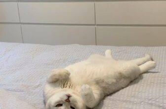 [🆕🇻🇳] Pet Mart – Cửa Hàng Thú Cưng 🐶🦜 Top1Pets 🐱🐠 Em đang vui  #mèodễthương #cutecat #lovelycat
, shares-0✔️ , likes-0❤️️ , date-2024-11-09 16:29:15🐶🐱🇻🇳🇻🇳🇻🇳📰🆕