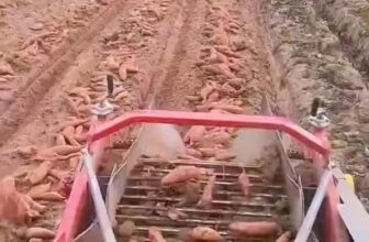 [🆕🇻🇳] Shop mẹ bé Hồng Ánh authenic 😎❤️️⭐️ Khiếp lâu k về quê giờ mn thu hoạch khoai bằng máy xịn như này
, shares-0✔️ , likes-0❤️️ , date-2024-11-09 21:10:51🇻🇳🇻🇳🇻🇳📰🆕