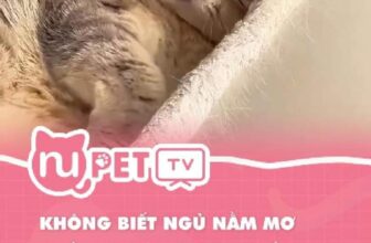 [🆕🇻🇳] Nu Pet – Yêu Thú Cưng 🐶🦜 Top1Pets 🐱🐠 Chắc đang bắt chim thằn lằn cho con SEN đây mà  #nupet #cat #cats #meo #mèo #thucung #pet #catlover #meocute #funny
, shares-0✔️ , likes-0❤️️ , date-2024-11-06 17:22:50🐶🐱🇻🇳🇻🇳🇻🇳📰🆕