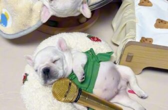 [🆕🇻🇳] Pet Mart – Cửa Hàng Thú Cưng 🐶🦜 Top1Pets 🐱🐠 Mới bé tí đã kéo gỗ thế này rồi  #snoringdog #cutepuppy #chócondễthương
, shares-0✔️ , likes-0❤️️ , date-2024-11-10 05:59:26🐶🐱🇻🇳🇻🇳🇻🇳📰🆕