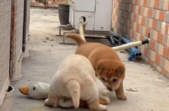 [🆕🇻🇳] Pet Mart – Cửa Hàng Thú Cưng 🐶🦜 Top1Pets 🐱🐠 Lớn lên là nghịch cỡ này nè  #shibainu #puppies #cutedog #chócon
, shares-0✔️ , likes-0❤️️ , date-2024-11-10 23:19:01🐶🐱🇻🇳🇻🇳🇻🇳📰🆕