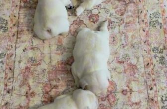 [🆕🇻🇳] Pet Mart – Cửa Hàng Thú Cưng 🐶🦜 Top1Pets 🐱🐠 Nằm thẳng cẳng là có thật  #cutepuppies #chócon #puppylove
, shares-0✔️ , likes-0❤️️ , date-2024-11-10 05:49:04🐶🐱🇻🇳🇻🇳🇻🇳📰🆕