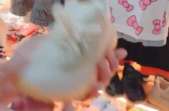 [🆕🇻🇳]  Door to door – Chuyên quần áo, giày dép và phụ kiện cho bé 😎❤️️⭐️  , shares-0✔️ , likes-1❤️️ , date-2024-11-10 18:30:17🇻🇳🇻🇳🇻🇳📰🆕