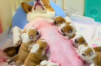 [🆕🇻🇳] Pet Mart – Cửa Hàng Thú Cưng 🐶🦜 Top1Pets 🐱🐠 Bao giờ mới được đi chơi nhỏ  #corgipuppy #puppies #cutedog #dogmomlife
, shares-0✔️ , likes-0❤️️ , date-2024-11-11 02:55:34🐶🐱🇻🇳🇻🇳🇻🇳📰🆕