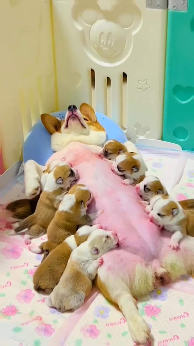 Bao giờ mới được đi chơi nhỏ #corgipuppy #puppies #cutedog #dogmomlife