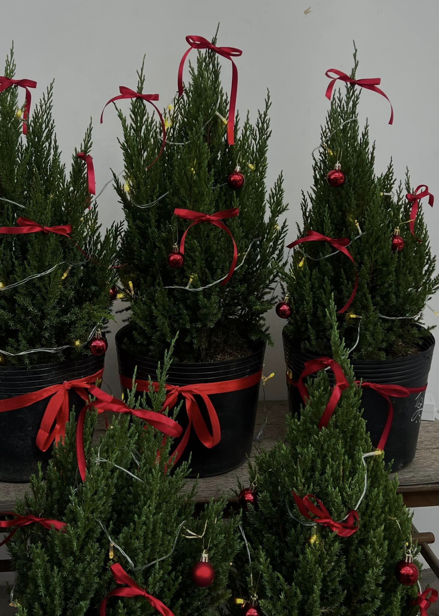 [☕️🇻🇳] Deadline Coffee 🥤 Top1Coffee ☕️ Không khí giáng sinh tràn ngập– Thêm một góc giáng sinh lung linh bên ngoài tiệm cà phê của tụi mìnhChào bạn đến với conce , shares-0✔️ , likes-5❤️️ , date-2024-11-12 02:26:54🇻🇳🇻🇳🇻🇳📰🆕