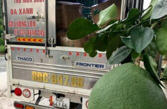 [🆕🇻🇳] H e s T i a 👕 Top1Fashion 👗  Bi 6-1. To 1-2kg.Trụi-càh lá-tem lưới có đủ
Nay cắt ful sl.bao ăn từng trái.Mời ace chạy sl
Nhận tt qua xe034 48 48 345.-
, shares-0✔️ , likes-0❤️️ , date-2024-11-23 13:43:47🇻🇳🇻🇳🇻🇳📰🆕