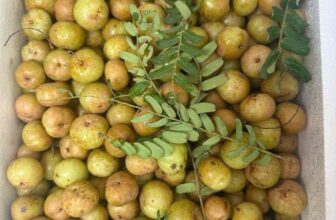 [🆕🇻🇳]  Thảo Nhi – Săn sale US, UK cho mẹ và bé – Chuyên thời trang trẻ em Auth. Hàng săn sale – giá tốt – có sẵn 🧑‍🧒❤️️👶⭐️ Váy bướm Nect
Size 3y Giá 615k
, shares-0✔️ , likes-7❤️️ , date-2024-10-24 04:33:35🇻🇳🇻🇳🇻🇳📰🆕