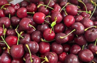 [🆕🇻🇳] Chio shop – Cửa hàng rau quả 🍔 Top1Food  🍜 Cherry Hallmark s26 giá siêu tốt hôm nay (29.11)Trái tươi, giòn, ngọt, cuống xanh, có xen chút chua nhẹ đầu mùa400k/kg (mua kèm món)
430k/kg (chỉ mua c , shares-0✔️ , likes-1❤️️ , date-2024-11-29 16:39:27🇻🇳🇻🇳🇻🇳📰🆕