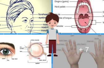 [🆕🇻🇳] English Kids 📚 Top1Learn 📕 English Vocabulary: Parts of Your Body – ESLBUZZ , shares-0✔️ , likes-1❤️️ , date-2024-10-30 05:00:19🇻🇳🇻🇳🇻🇳📰🆕