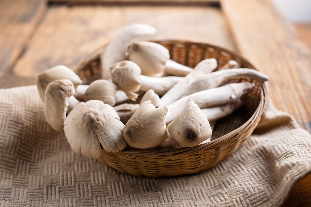 Cách bảo quản nấm mối