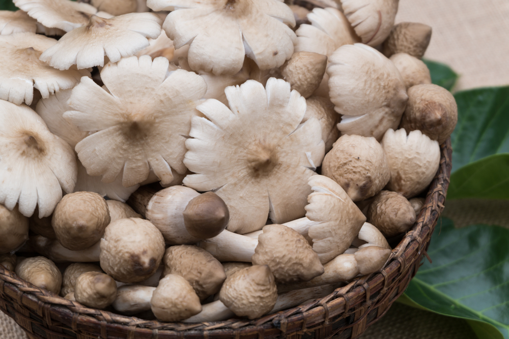 Nấm mối kỵ với gì? Vì sao nấm mối tự nhiên có giá thành cao? [🆕🇻🇳] bazaarvietnam.vn
