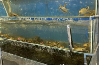 [🆕🇻🇳] Buffet Hải Sản Hoàng Gia 219k 🍔 Top1Food  🍜 Menu hôm nay quá trời đồ ăn quý anh chị ơi
Đi làm về chưa ghé Buffet Hải Sản Hoàng Gia 219k măm măm thui nào ..
Ăn Cua Thả Ga Chỉ 250k /1 ngDc..135 lu , shares-0✔️ , likes-10❤️️ , date-2024-09-25 00:45:08🇻🇳🇻🇳🇻🇳📰🆕