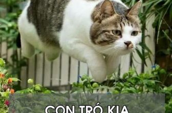 [🆕🇻🇳] Yêu Thú Cưng 🐶🦜 Top1Pets 🐱🐠 Cuộc đua kỳ thú – Hãy dự đoán kết quả. Nhanh tay soạn tin: KT_DAPAN gửi 113 để nhận ngay phần thưởng cao quý nhất là MỘT CHIẾC CÒNG SỐ 8 BẰNG THÉP KHÔNG GỈ , shares-2✔️ , likes-136❤️️ , date-2016-05-04 03:46:18🐶🐱🇻🇳🇻🇳🇻🇳📰🆕