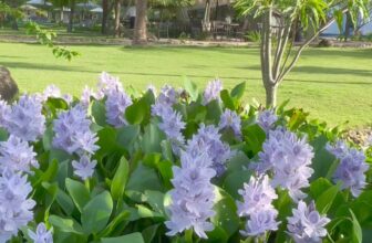 [🏝️🇻🇳] Celina Peninsula Resort Quang Binh  🏝️ Top1Resort 🏖️ Đến Celina thì mùa nào cũng say đắm, ở Celina ngày nào cũng say lòng.
, shares-0✔️ , likes-0❤️️ , date-2024-10-23 14:49:13🇻🇳🇻🇳🇻🇳📰🆕